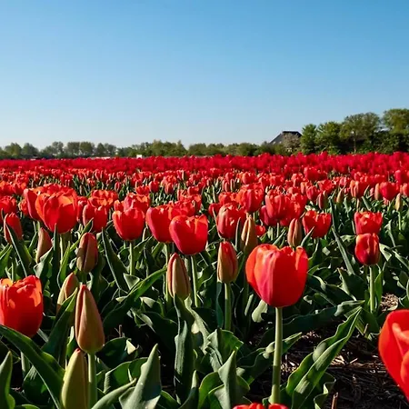 De Cley Bed & Breakfast Noordwijk