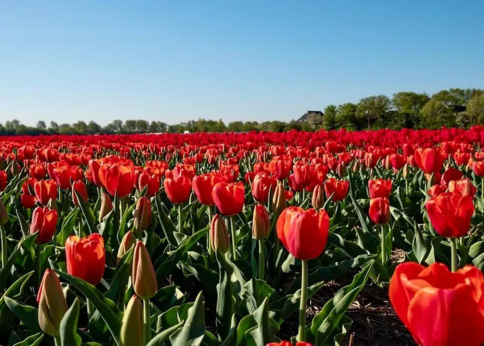 De Cley Frühstückspension Noordwijk
