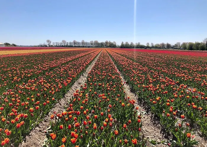 De Cley 4* Noordwijk