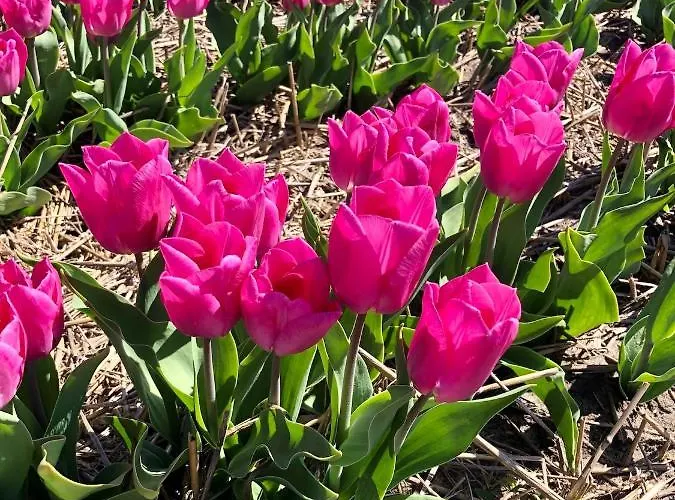 De Cley 4* נורדוויק