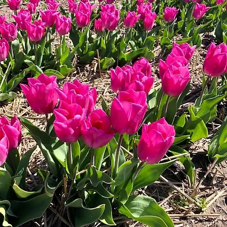 De Cley 4* Noordwijk