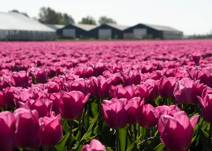 Oda ve Kahvaltı De Cley 4*